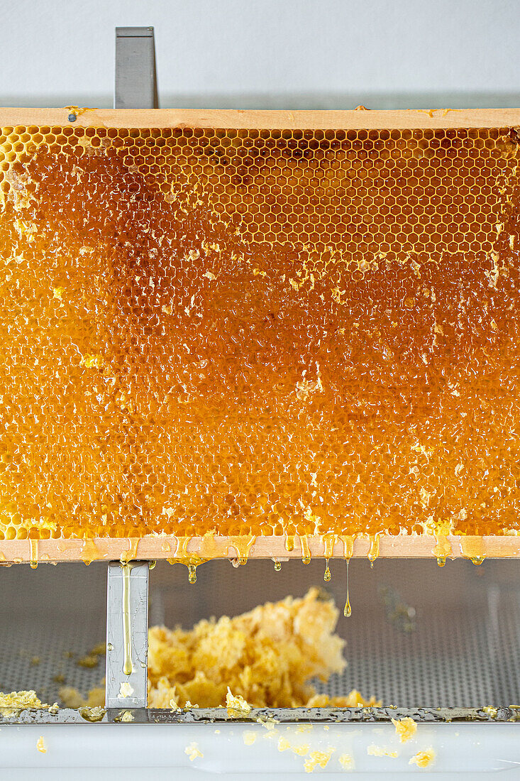 Honig tropft von der Honigwabe