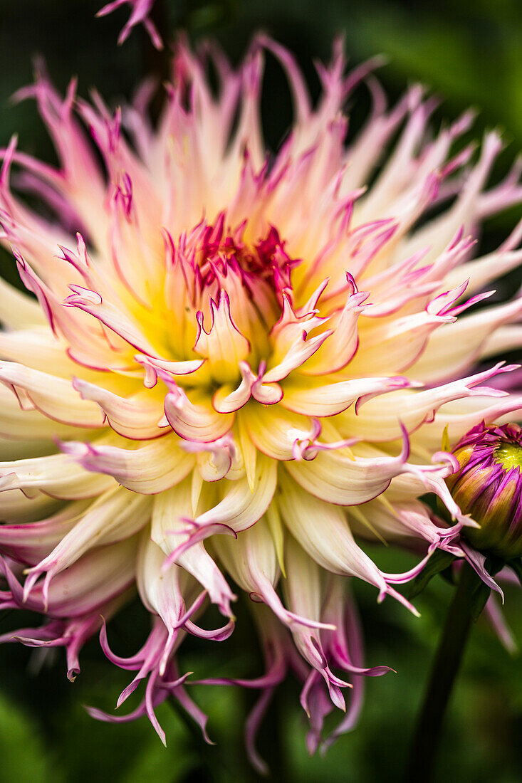 A flowering cactus dahlia (Dahlia)