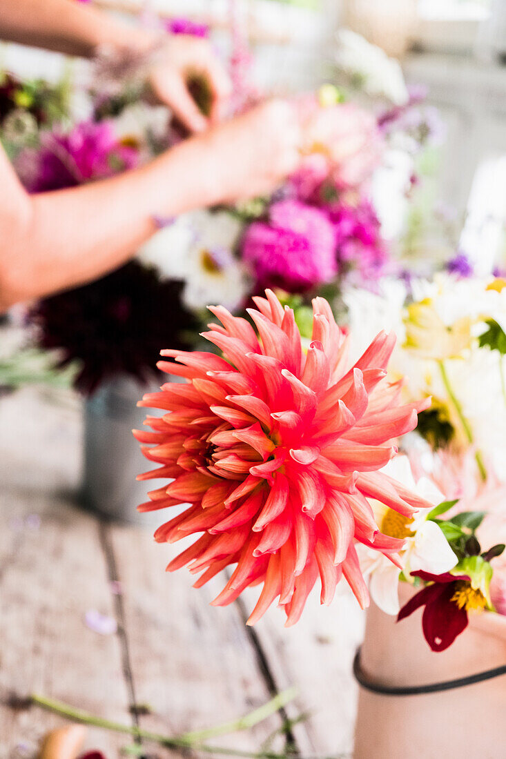 A dahlia in a pot in a florist with someone in the background arranging a bouquet of flowers