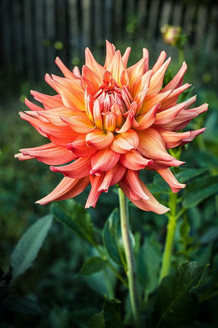 Dahlienblüte (Dahlia)