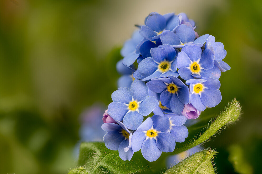 Flowering branch of the Forget-me-not (Myosotis scorpioides)