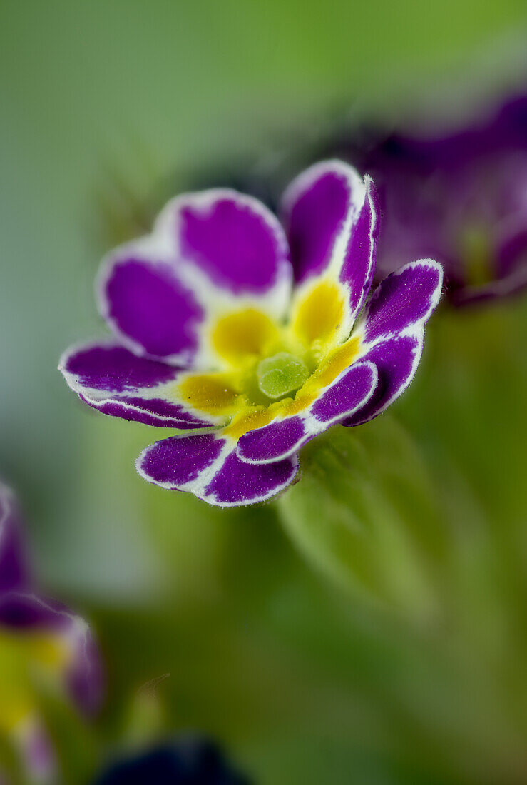 Primelblüte (Primula auricula) , Makroaufnahme