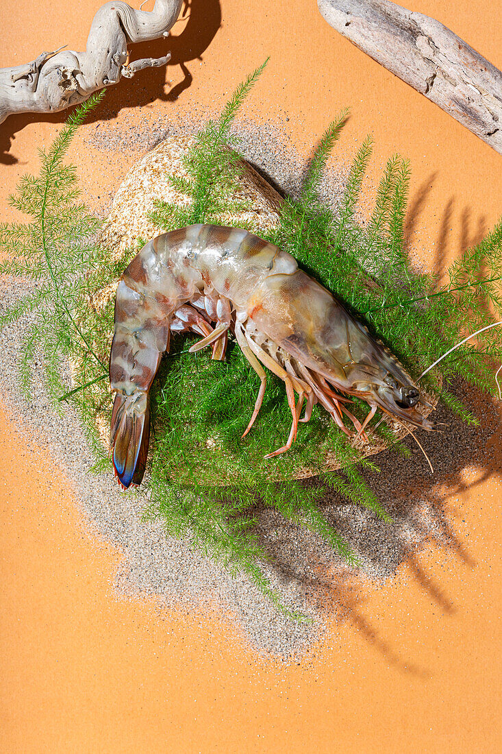 Eine Sägegarnelen auf Stein mit Farn und Strandgut