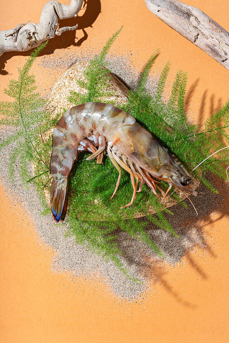 Top view of palaemon serratus shrimp placed on rock and green fern twig near dry sand and stick on orange background