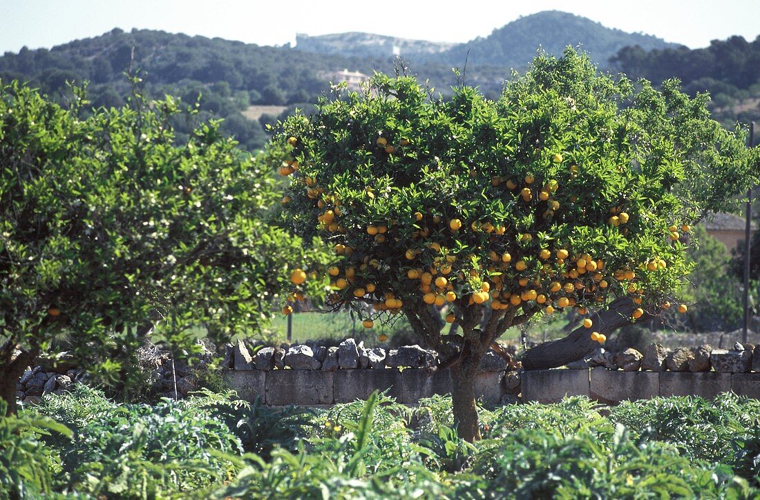 An Orange Grove