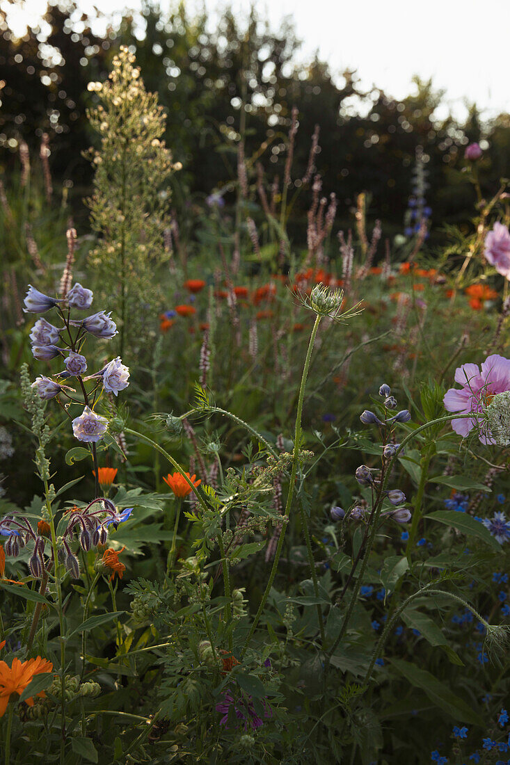 Sweet peas and other flowers in garden