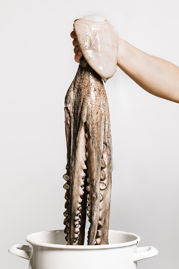 Hand hält einen ganzen rohen Oktopus mit Tentakeln über einem weißen Topf