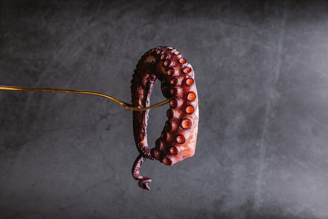 Uncooked rounded pink tentacle of tasty octopus on golden fork against clear gray background in light kitchen during cooking process