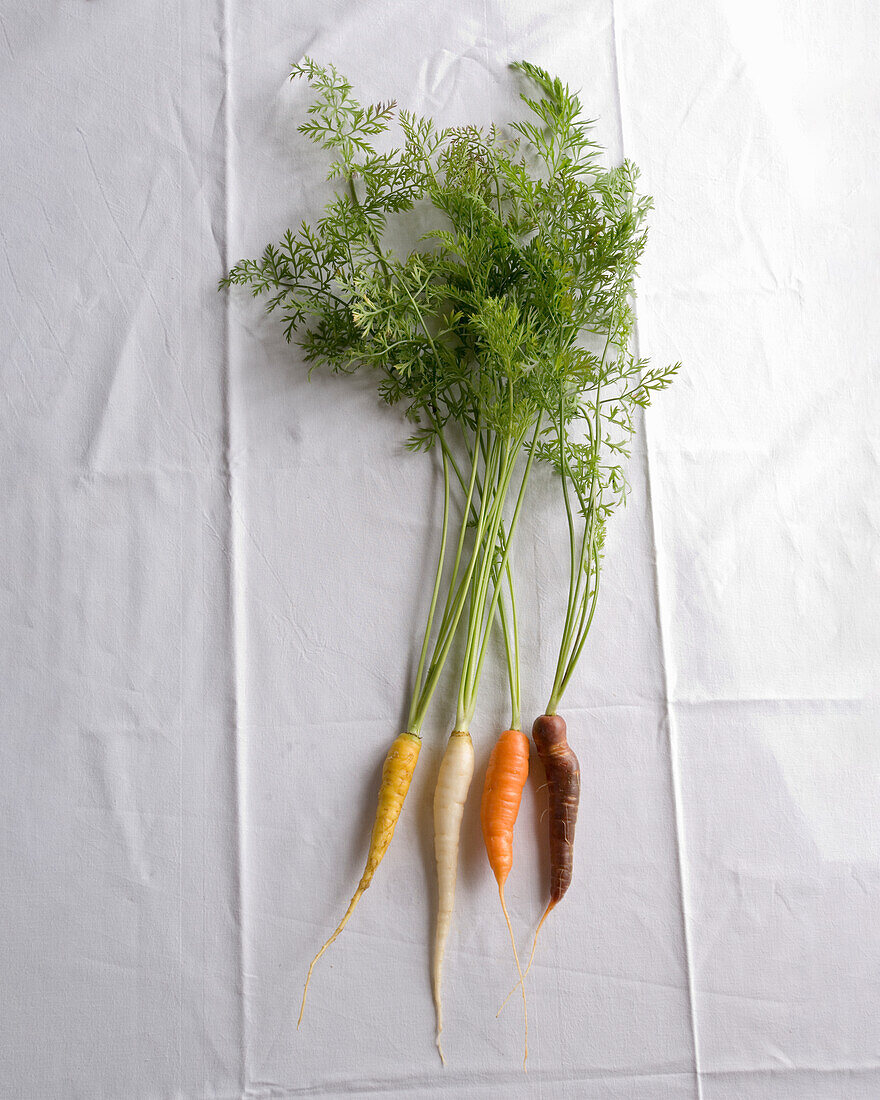 Four different colored carrots with greens