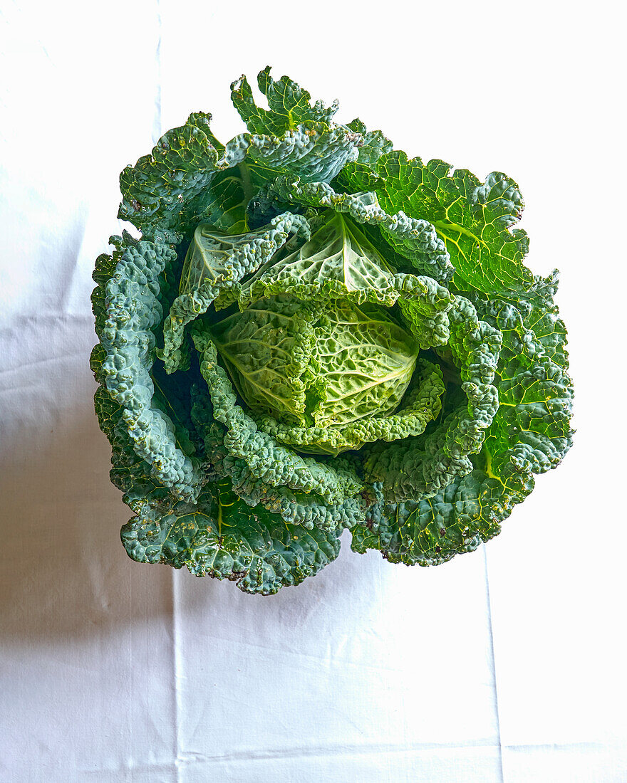A fresh head of savoy cabbage