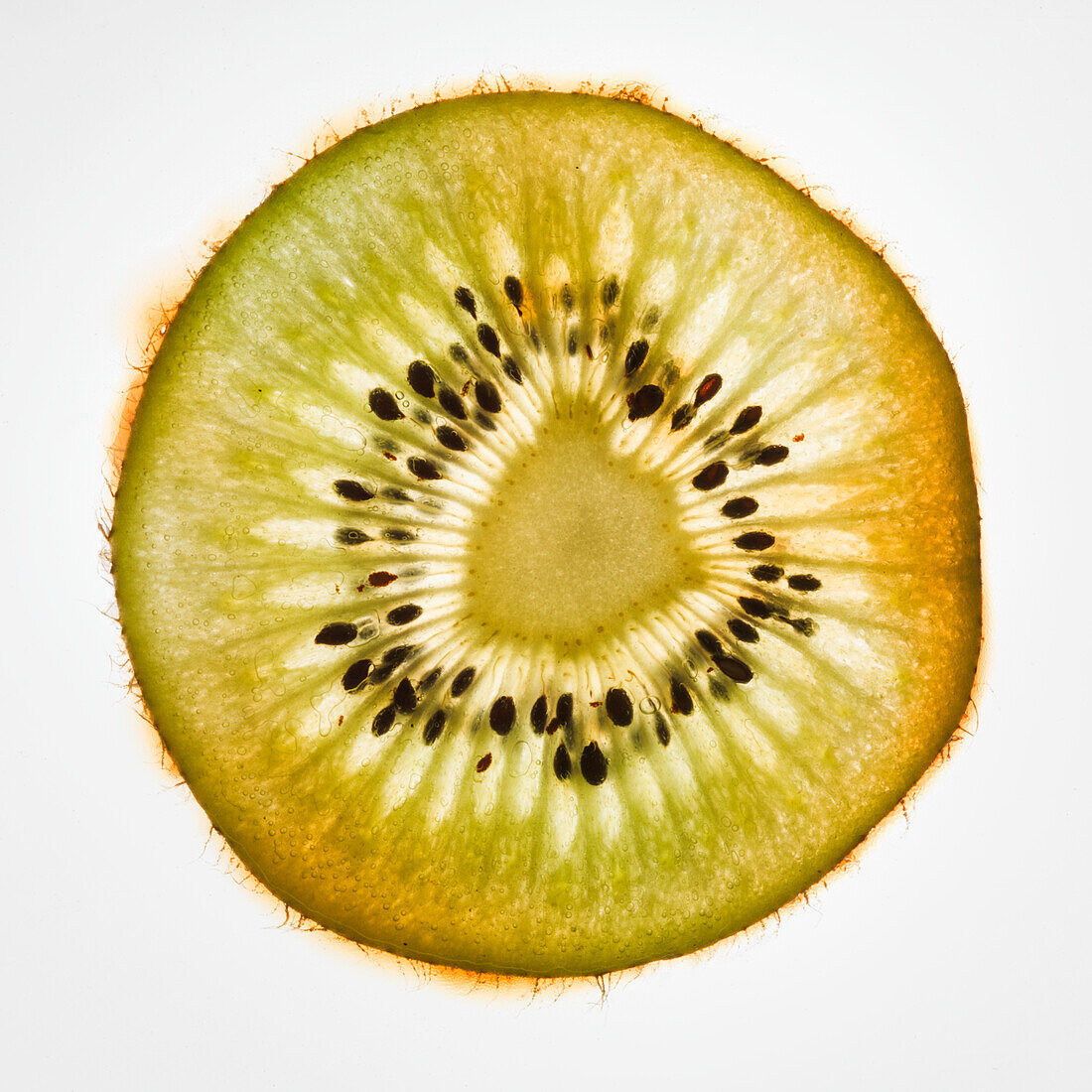 A kiwi slice in the transmitted light