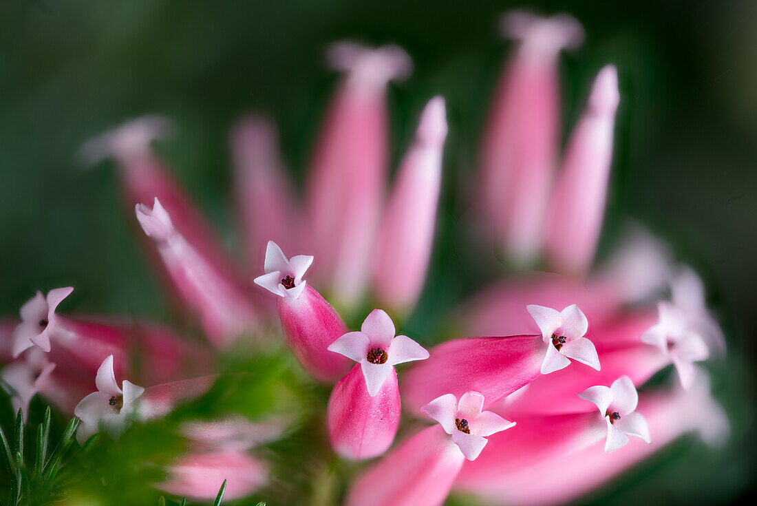 Rote Blüten der Wachsheide (Erica ventricosa) aus Südafrika