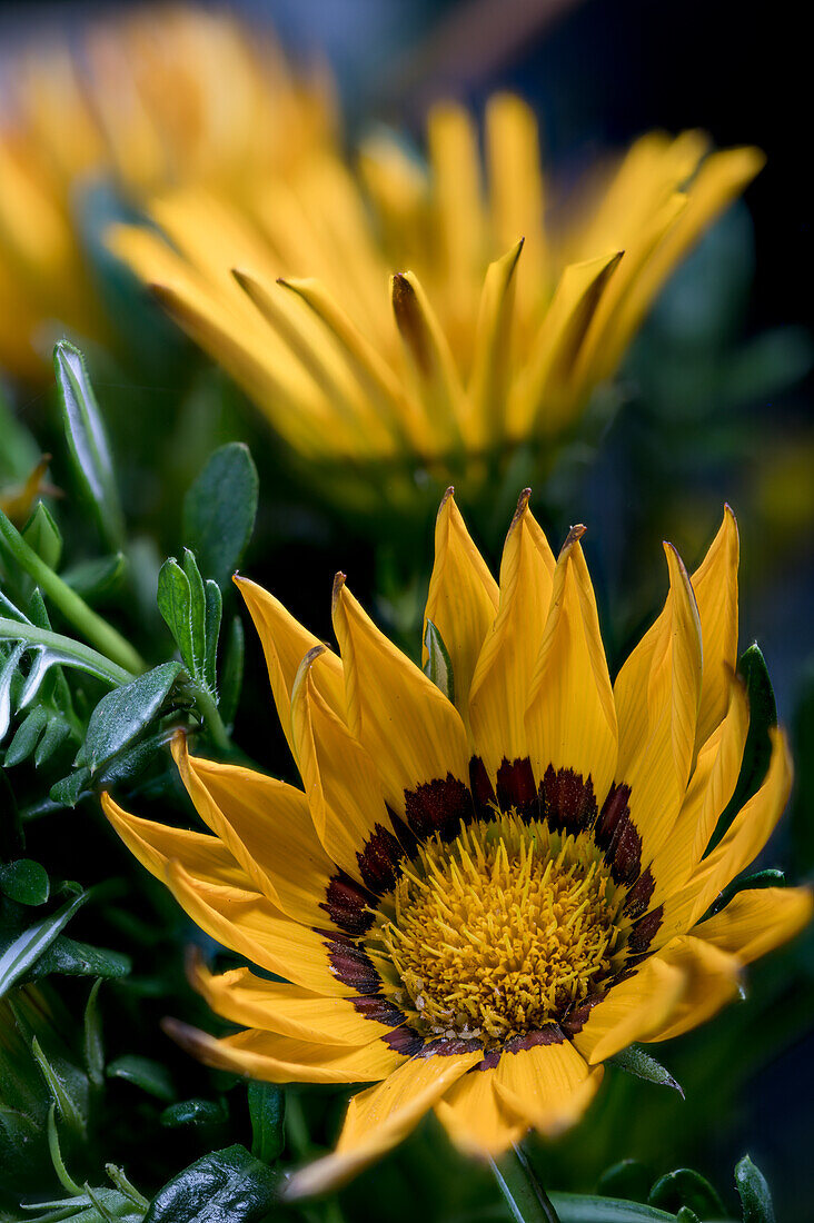 midday gold African Daisy, (Gazania), inflorescence, macro photo