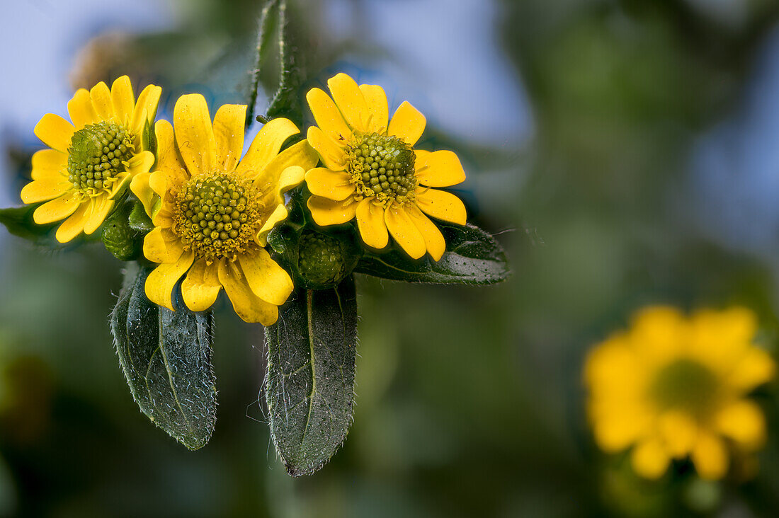 Husarenknopf, (Sanvitalia procumbens), Korbblütler