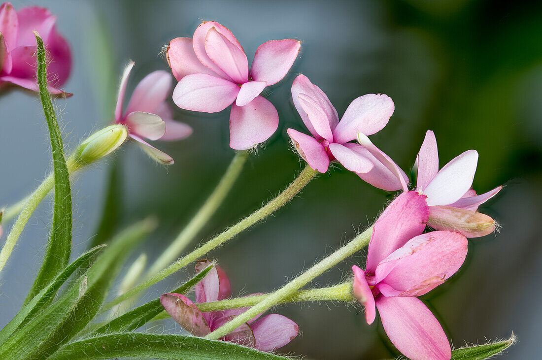 Pink flowers of the red star (Rhodohypoxis baurii), South Africa