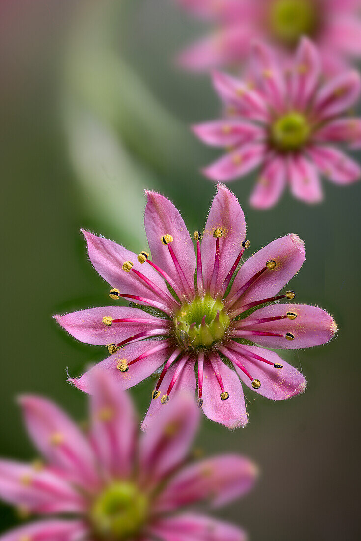 Pink cobweb houseleek flowers, (Sempervivum arachnoideum)