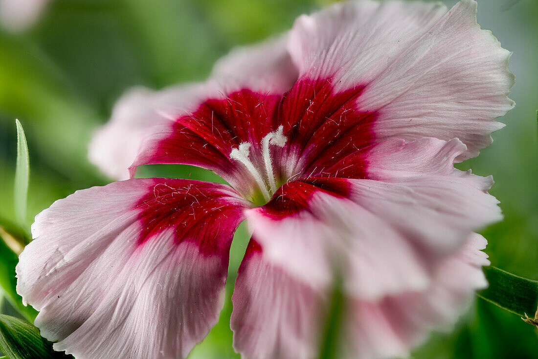 Rosa Nelkenblüten (Dianthus), Gartenform