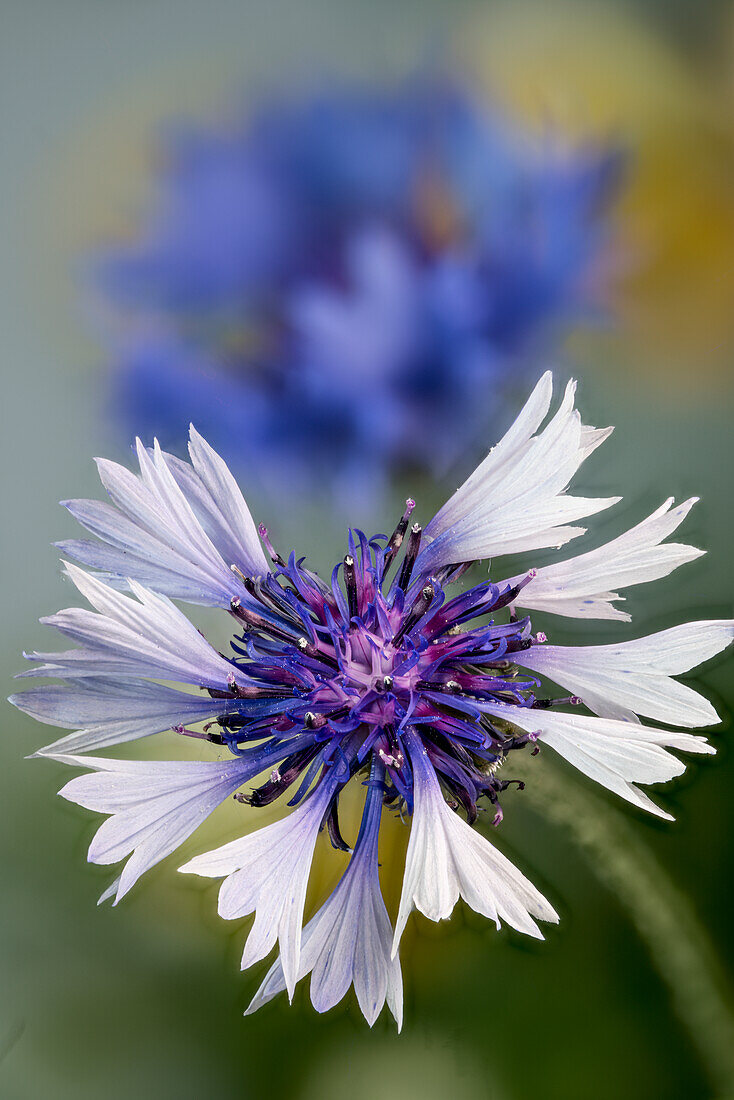 White-blue cornflower (Centaurea cyanus), cyane, inflorescence