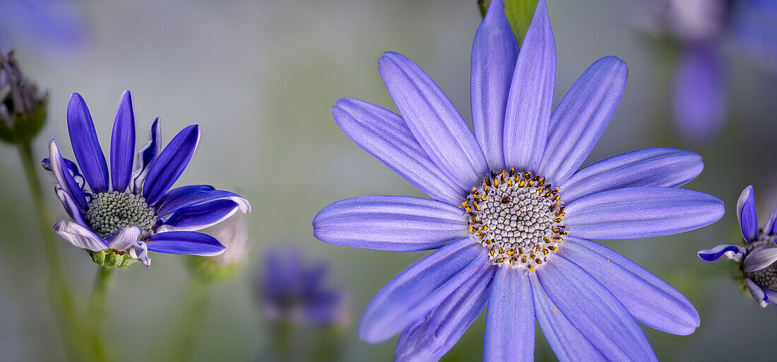 Blaue Blüten der Aschenblume, Gartenzinerarie (Pericallishybride)