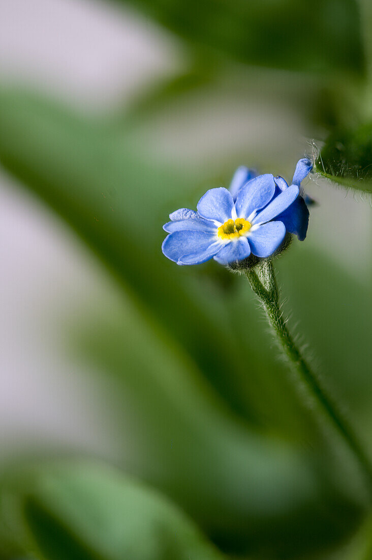 Blue flowers of wood forget-me-not (Myosotis silvatica)