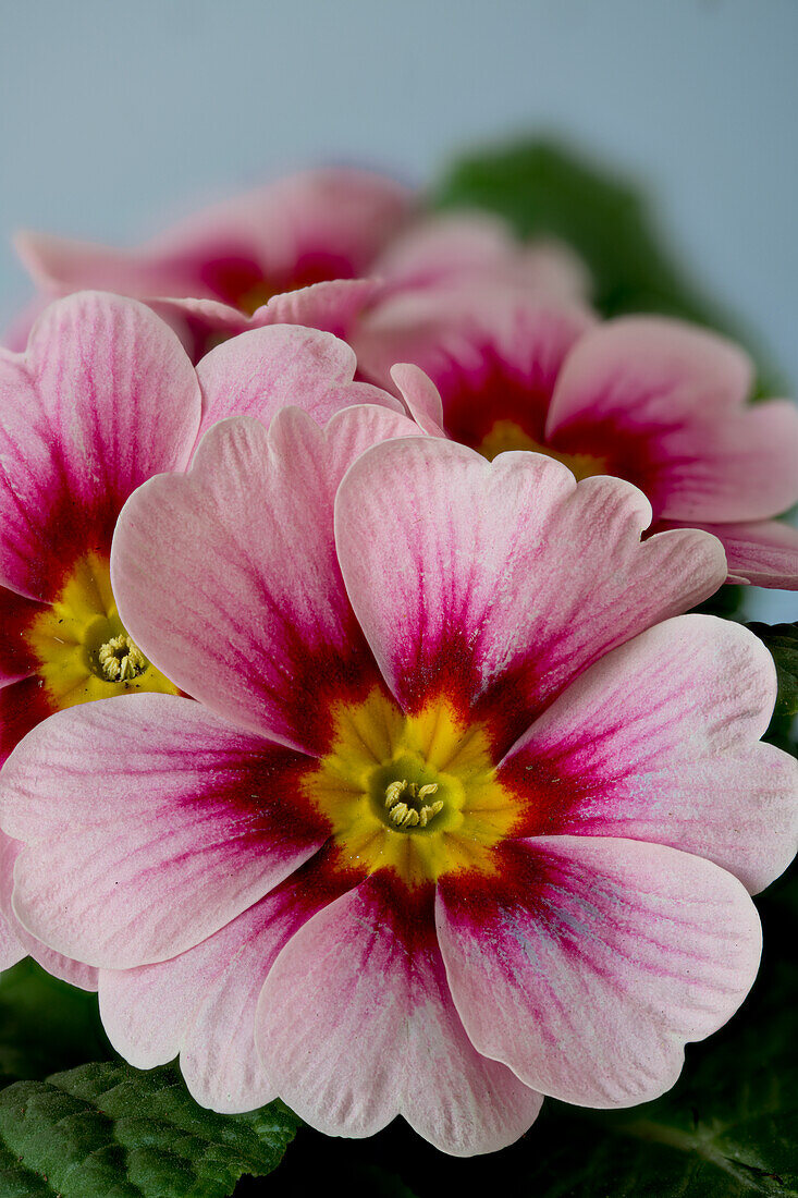 Pink flower of a garden primrose, cultivar (Primula)
