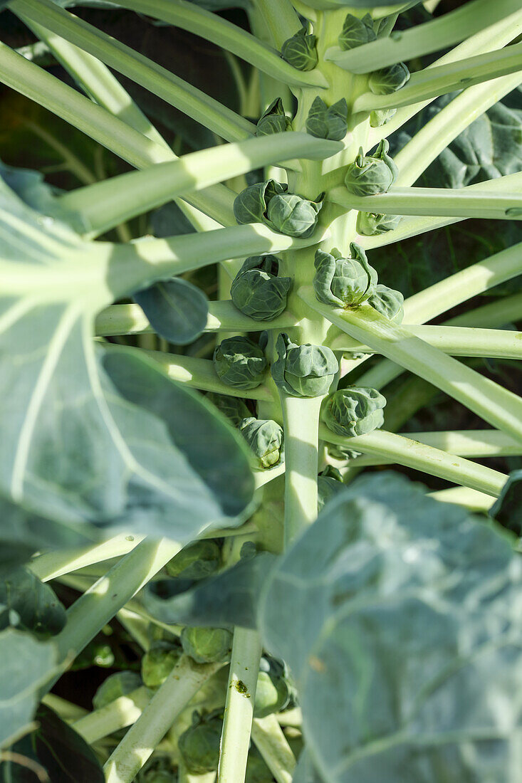 Junger Rosenkohl an der Pflanze