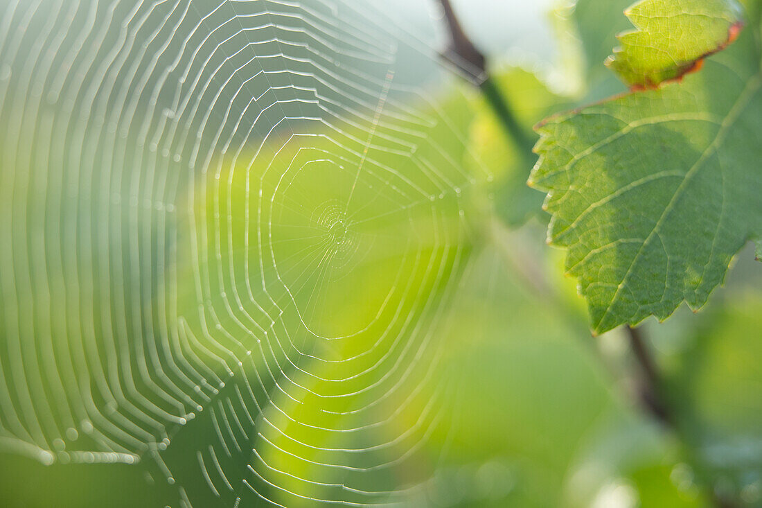 Spider's web in the vineyard