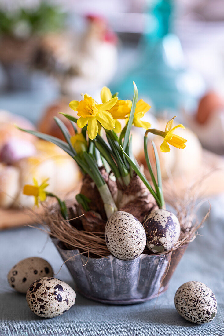 Osterdekoration mit Narzissen und Wachteleiern