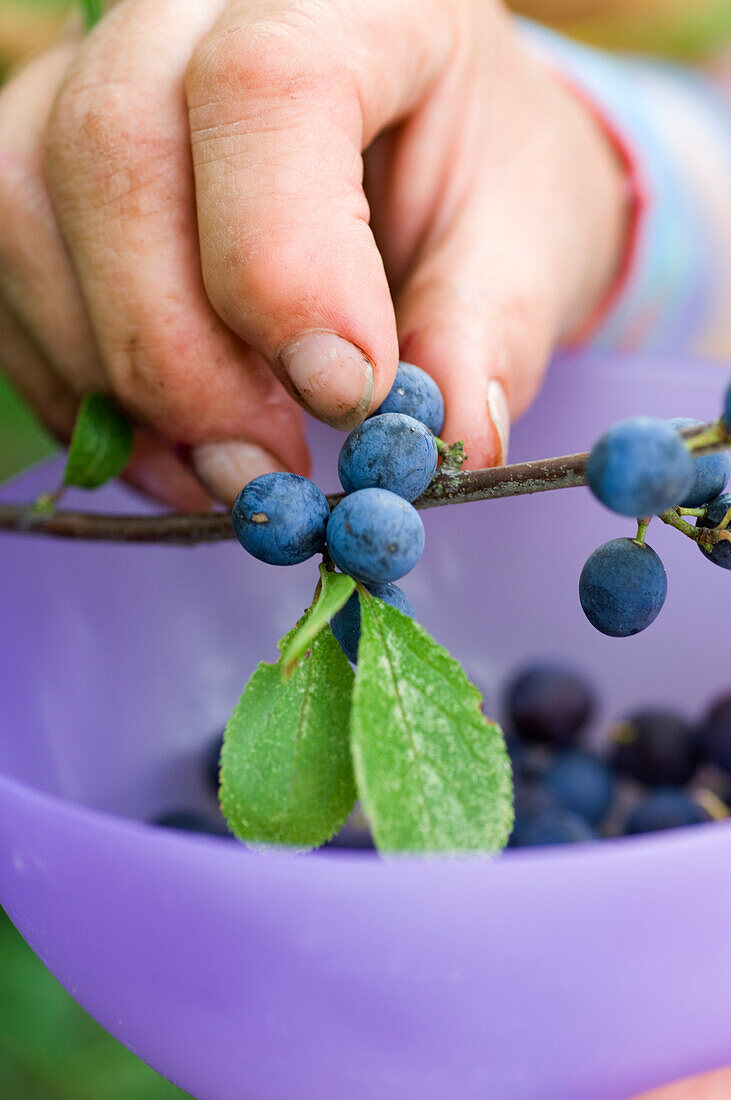 Hand picking blueberries