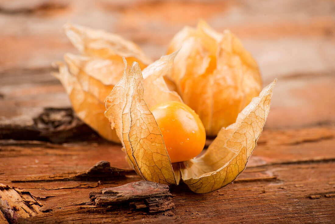 Physalis