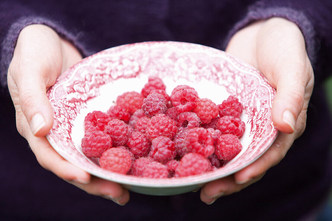 Hands holding bowl of fresh raspberries