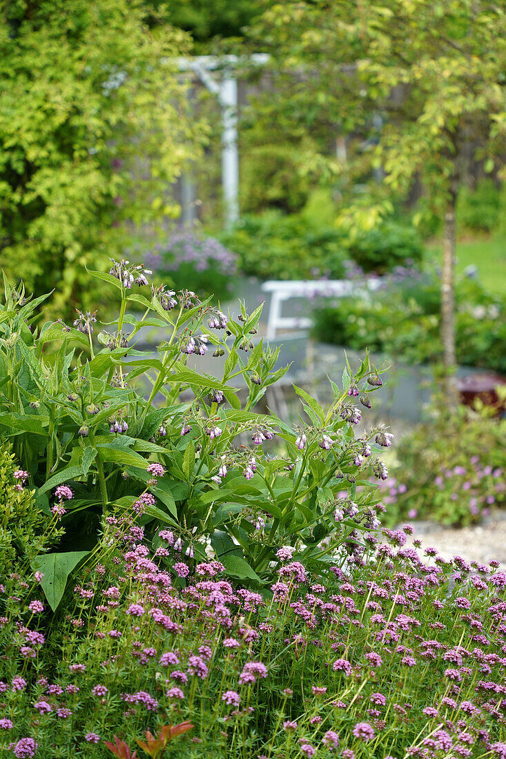 Comfrey plant (Symphytum officinale) in the kitchen garden