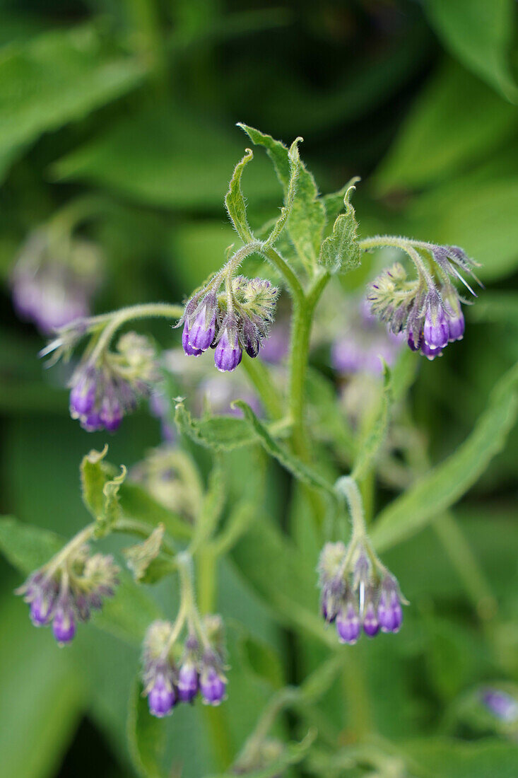 Beinwellblüte (Symphytum officinale), Portrait