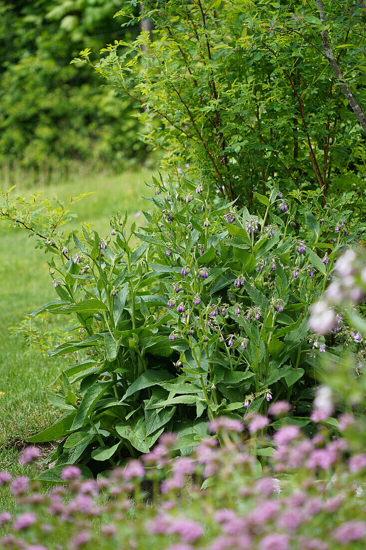 Beinwellpflanze (Symphytum officinale) im Nutzgarten