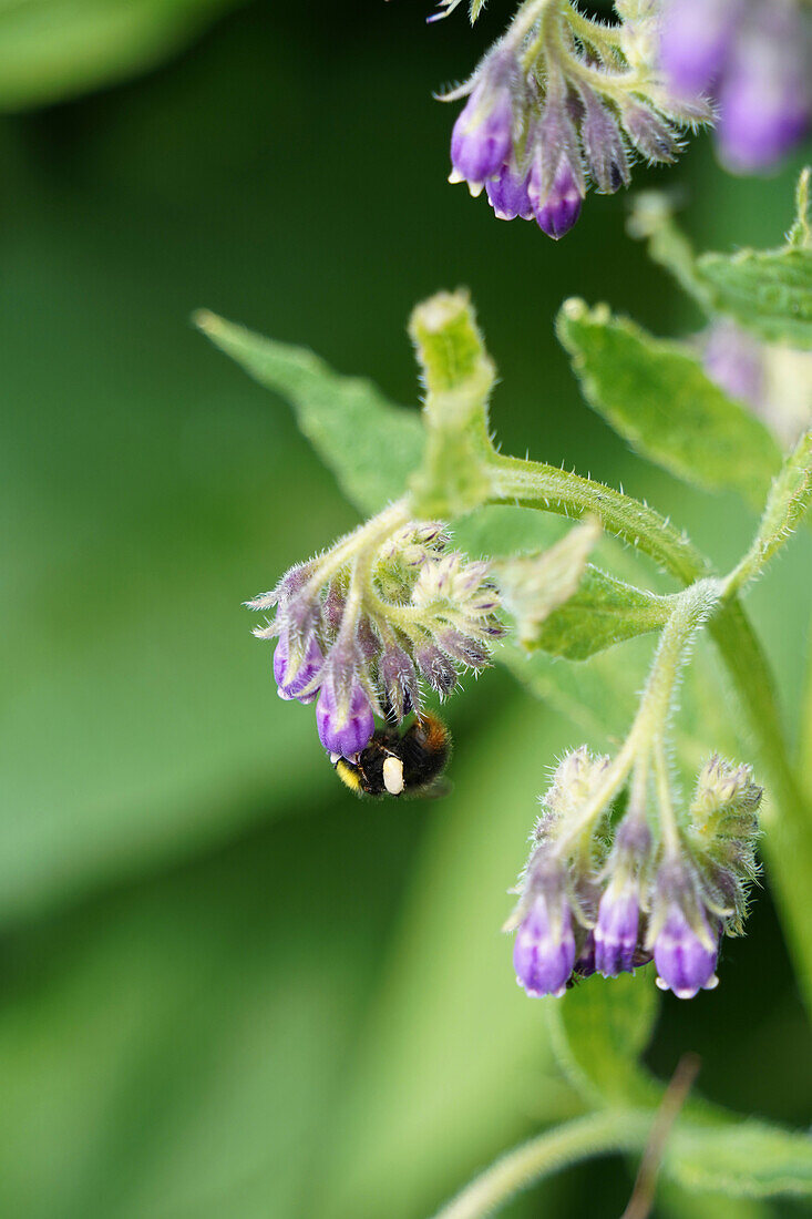 Beinwellblüte (Symphytum officinale), Portrait, mit Hummel