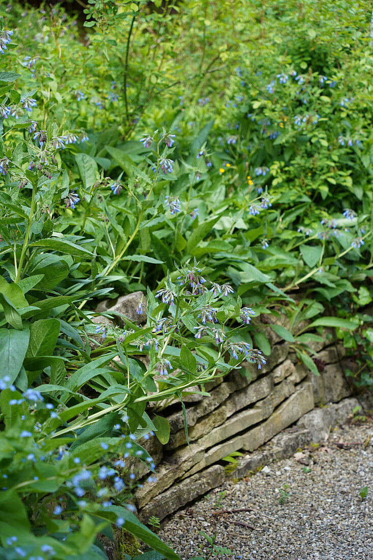 Blue comfrey (Symphytum azureum), used as ground cover