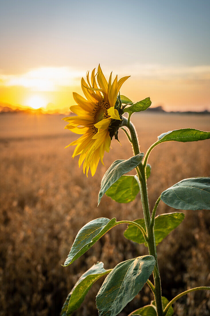 Sonnenblume im Haferfeld im Abendlicht (Helianthus annuus)