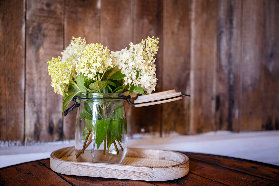 White hydrangeas in a vase with a lid (Hydrangea)