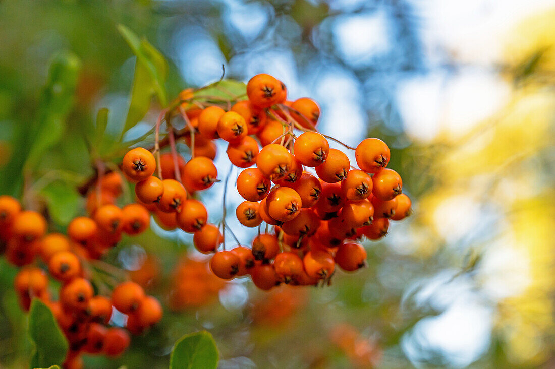 Sea buckthorn berries on a bush (Hippophae rhamnoides)