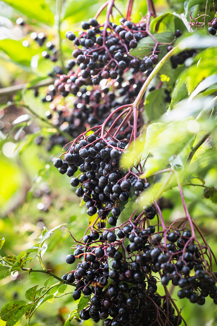 Reife Holunderbeeren am Strauch