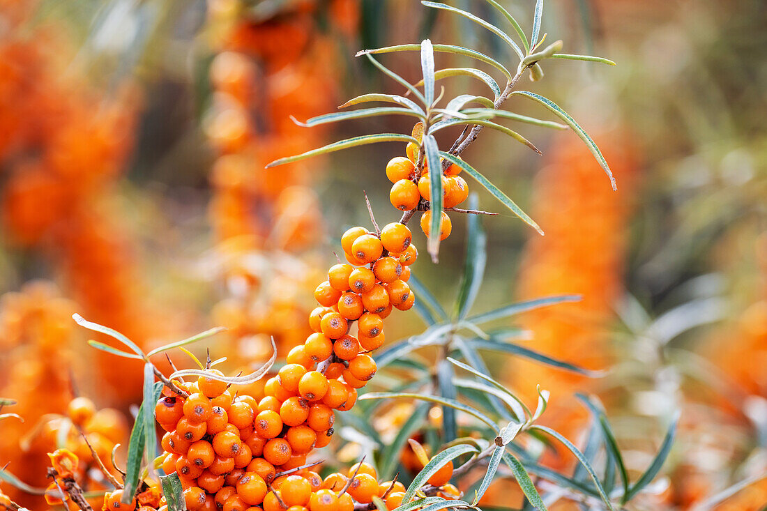 A sprig of sea buckthorn with berries (Hippophae rhamnoides)