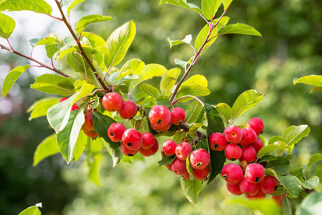 Red ornamental apples on a tree