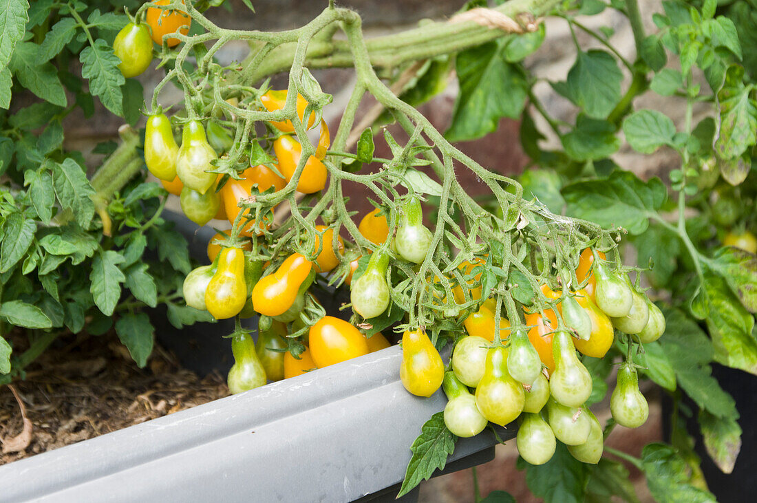 Tomatenpflanze mit Minitomaten Sorte 'Dattelwein'