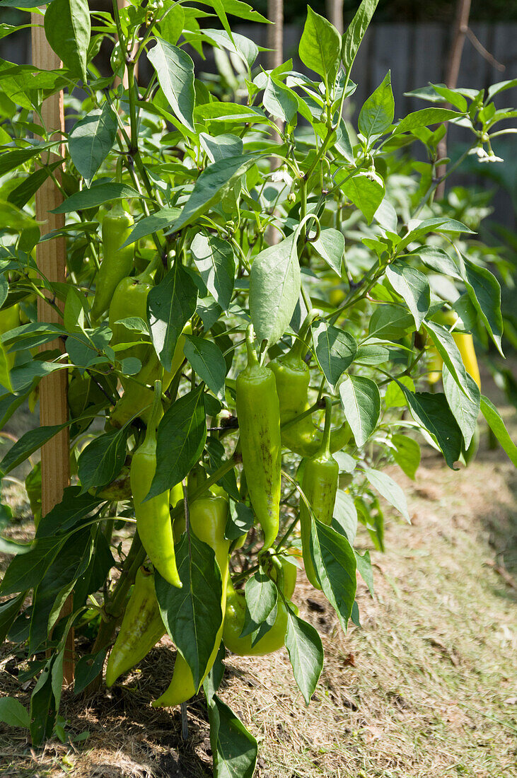 Pointed peppers ripening on the plant in the garden