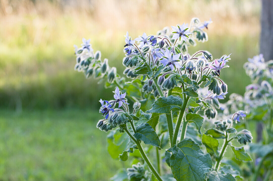 Borretschblüten (Borago officinalis) im Garten