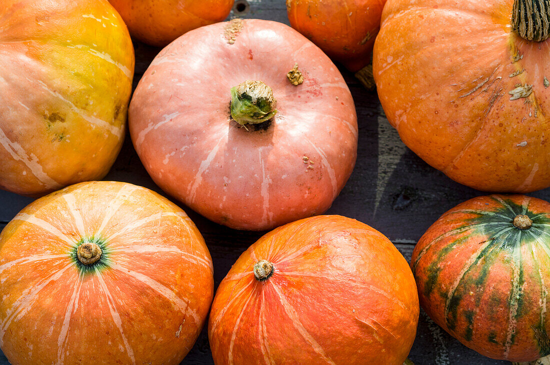 Kürbisse in verschiedenen Orangetönen frisch geerntet