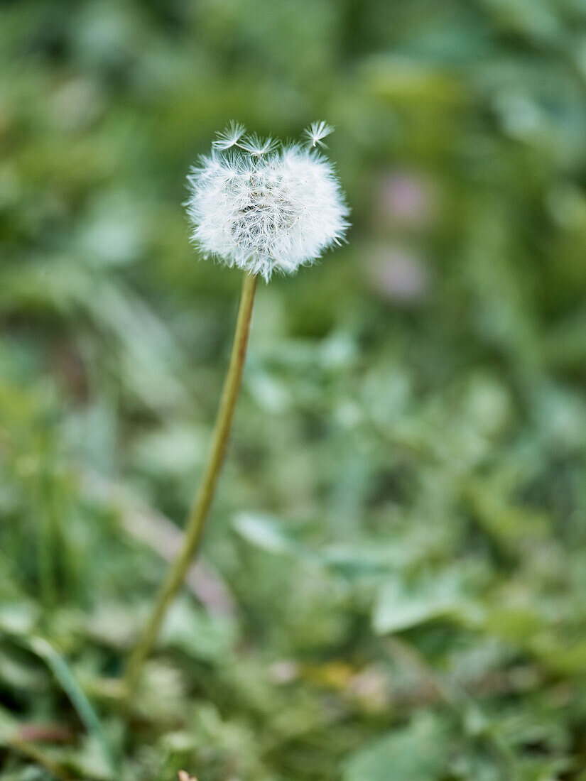 dandelion gone to seed, dandelion, in meadow (Taraxacum)