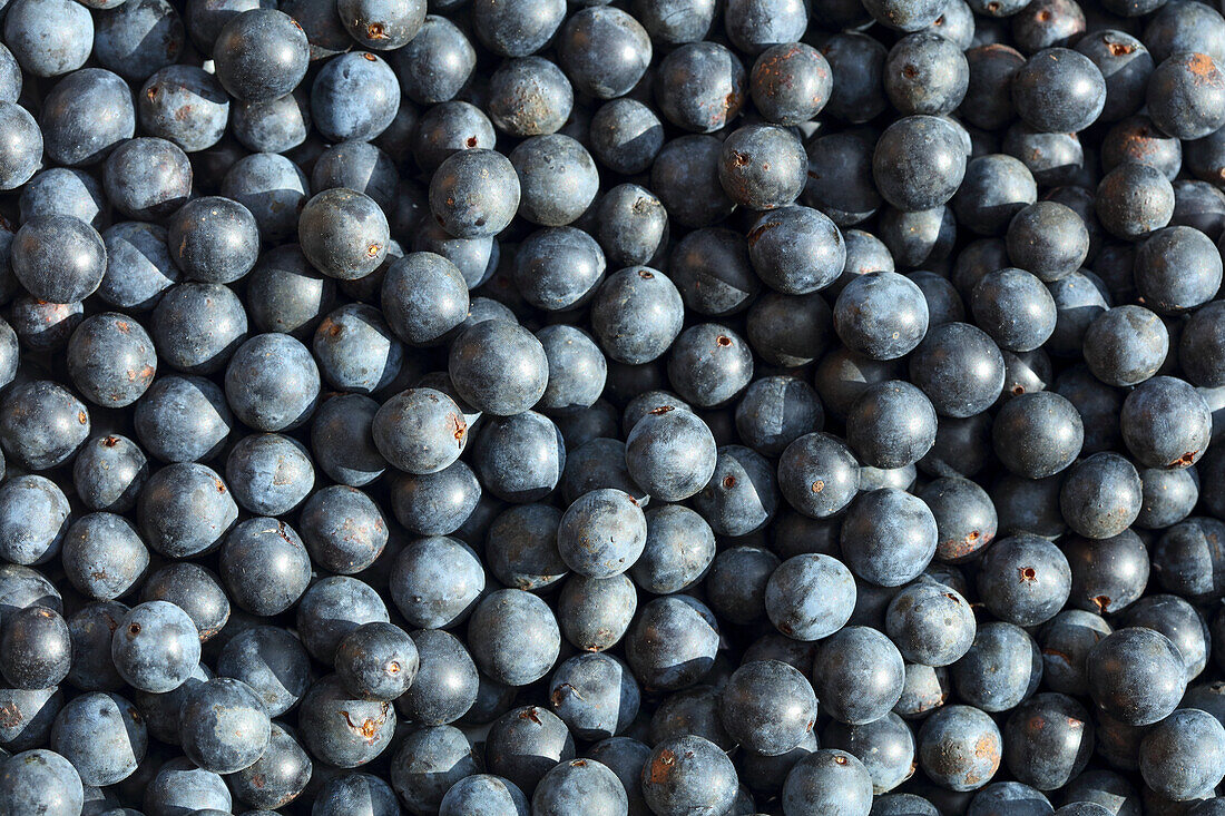 Sloes (full picture)