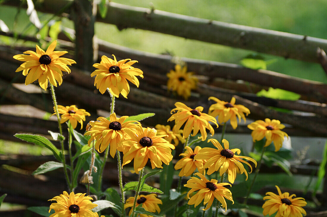 Sonnenhutblüten vor einem Weidenzaun (Echinacea)