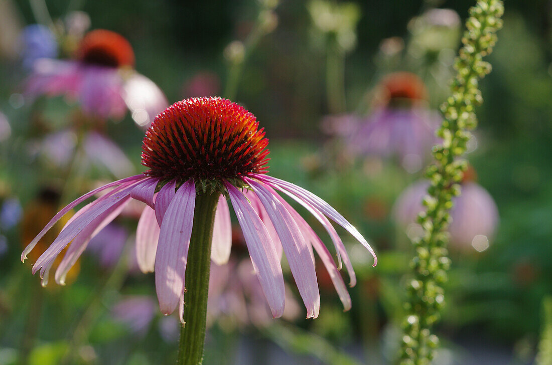 Scheinsonnenhut, Sonnenhut (Echinacea) close-up